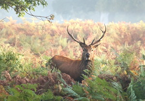 Taper Shanks for Shank Type Gear Shaper Cutters